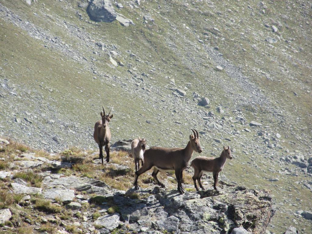 Cervino Valley House Rododendro Breuil-Cervinia Kültér fotó